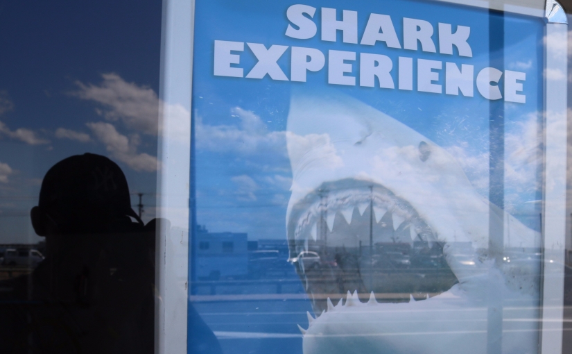 Stewart Island/Rakiura #1: Basics of NZ’s Shark Research